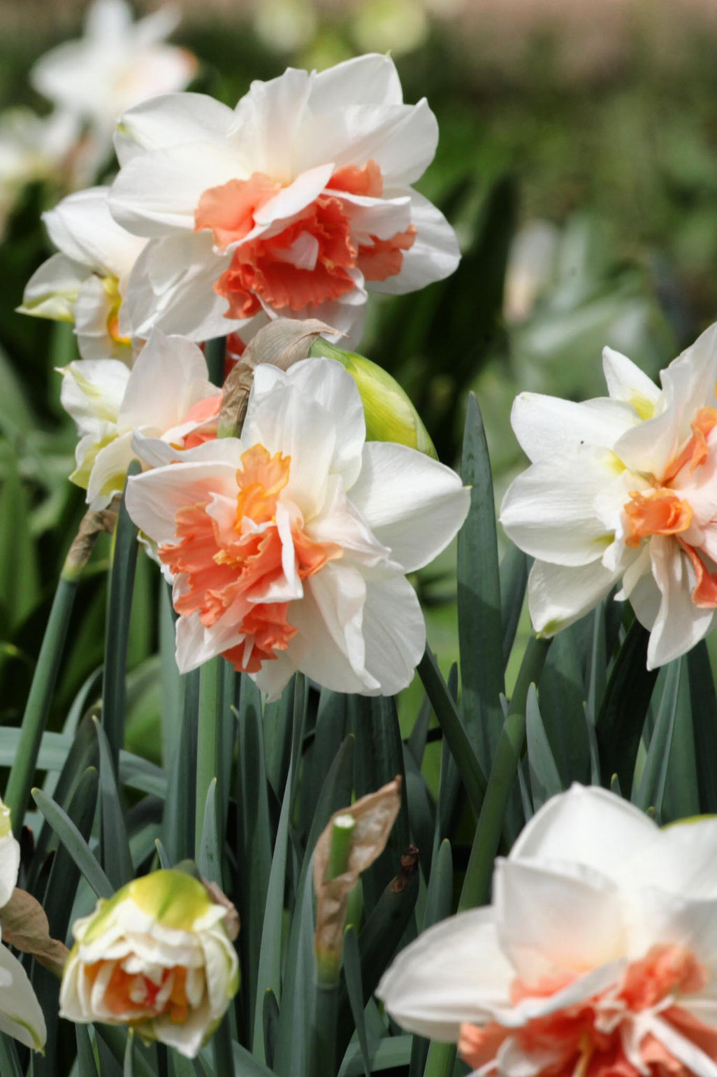 files/NarcissusDelnashaugh-2.jpg